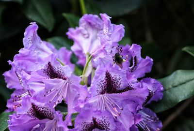 Close-up of purple flowering plant