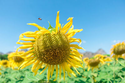 Close-up of sunflower