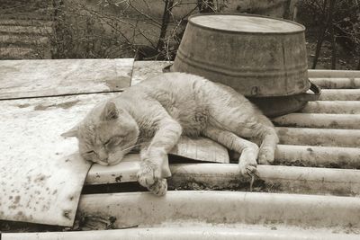 Cat sleeping on staircase