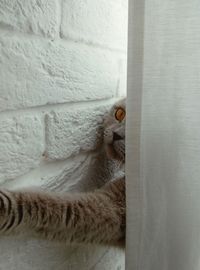 Close-up of cat relaxing on floor