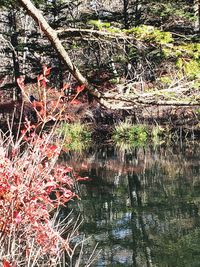 Reflection of trees in lake