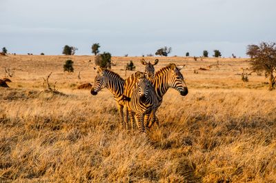 Zebras in a field