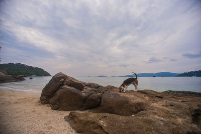 Dog standing on rock by sea against sky