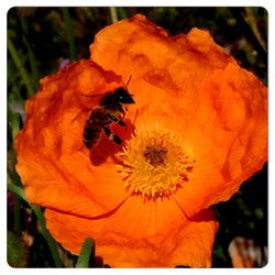 Close-up of bee pollinating on yellow flower