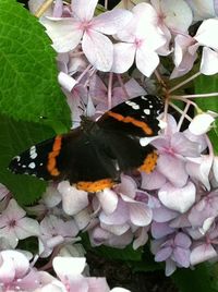 Butterfly on flower