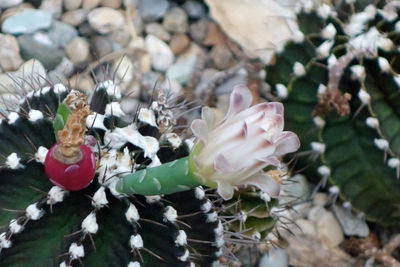 Close-up of colorful flowers growing outdoors