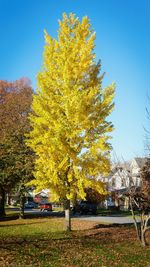 Autumnal trees against clear sky