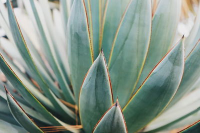 Close-up of succulent plant