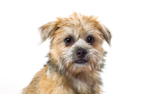 Close-up portrait of cute dog against white background