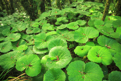 Full frame shot of leaves