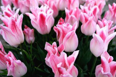 Close-up of pink flowering plants