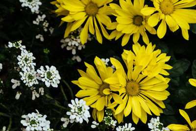 Close-up of yellow flowers