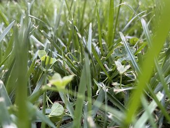 Full frame shot of plants growing on field