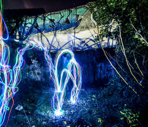 Illuminated trees at night