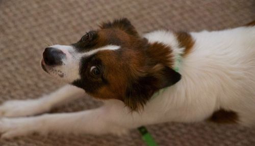 Close-up of puppy at home