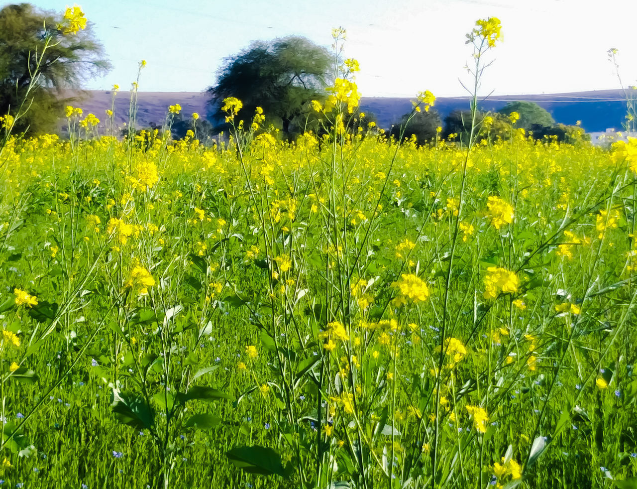 CLOSE-UP OF YELLOW FLOWERS GROWING ON FIELD