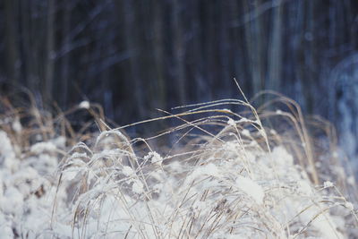 Close-up of plants during winter