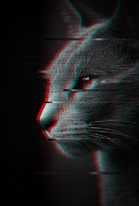 Close-up portrait of a cat