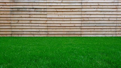 Lawn in front of fence