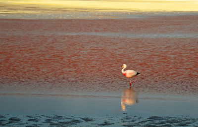 View of seagull on beach