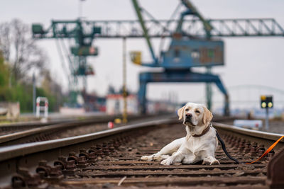 Portrait of a dog on railroad tracks. labrador retriever.