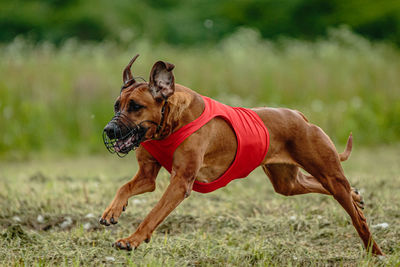 Rhodesian ridgeback dog in red shirt running in green field and chasing lure at full speed