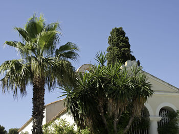 Low angle view of palm trees against sky