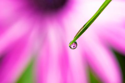 Close-up of insect on pink flower