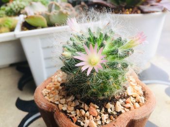 Close-up of potted plant