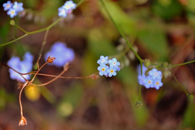 flower, freshness, growth, focus on foreground, fragility, beauty in nature, plant, petal, nature, close-up, stem, selective focus, blooming, white color, flower head, outdoors, day, bud, in bloom, no people