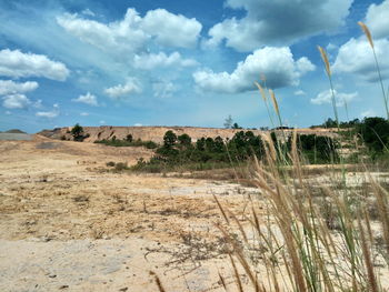 Plants growing on land against sky