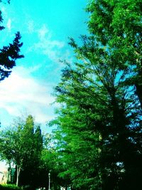 Low angle view of trees in forest