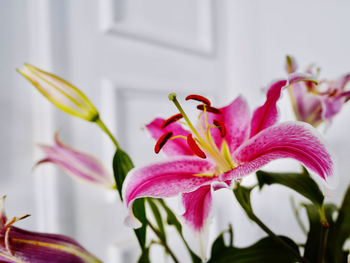 Close-up of pink lily