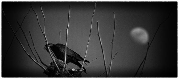 Close-up of bird perching on cable