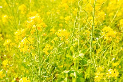 Full frame shot of yellow flowers on field