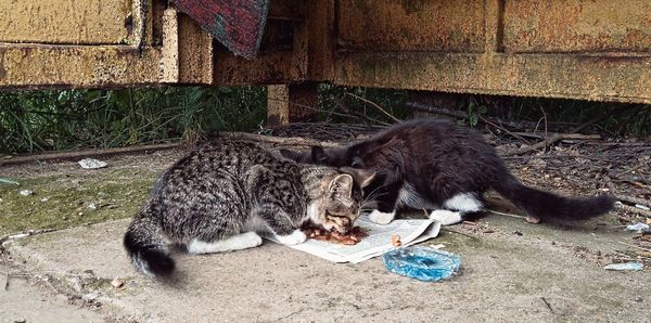 High angle view of cats relaxing