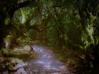 Stream passing through forest