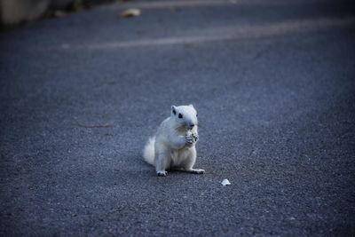 View of a cat on road