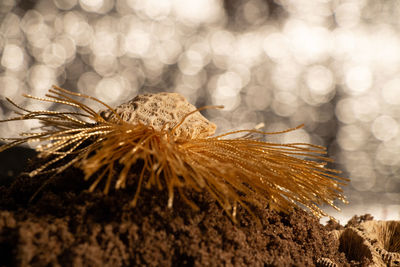 Close-up of dry leaf on land