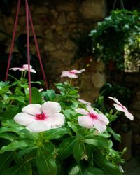 Close-up of pink flowers blooming outdoors