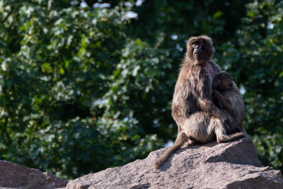 Monkey sitting on rock against trees