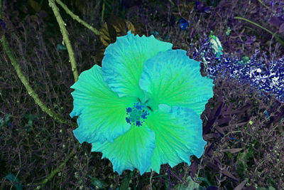 High angle view of flower plant