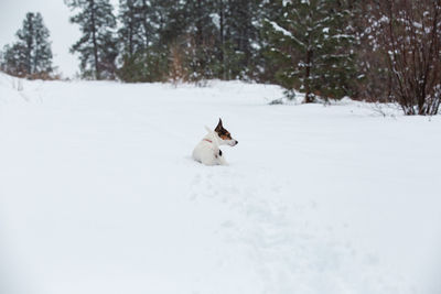 Jack russell terrier dog walking in deep snow in an evergreen forest 