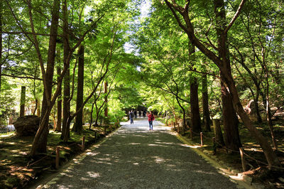 Rear view of people walking on footpath amidst trees in forest