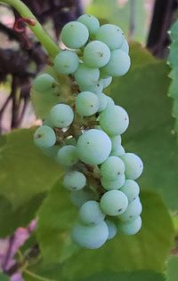 Close-up of grapes growing in vineyard