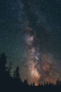 Low angle view of trees against star field at night