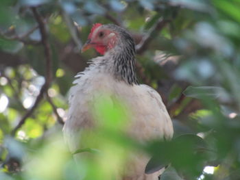 Close-up of bird perching on branch