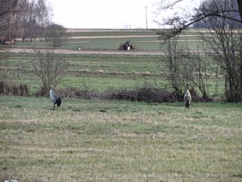 Horse grazing in a field