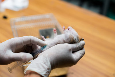 Cropped hands of veterinarian injecting mouse