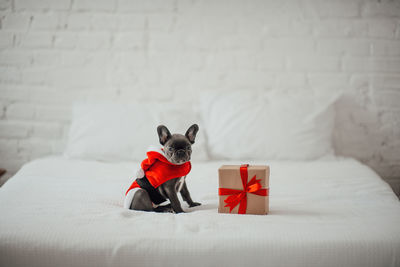 Dog sitting on bed at home